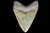 Serrated, Megalodon Tooth - Collector Quality #76482-1